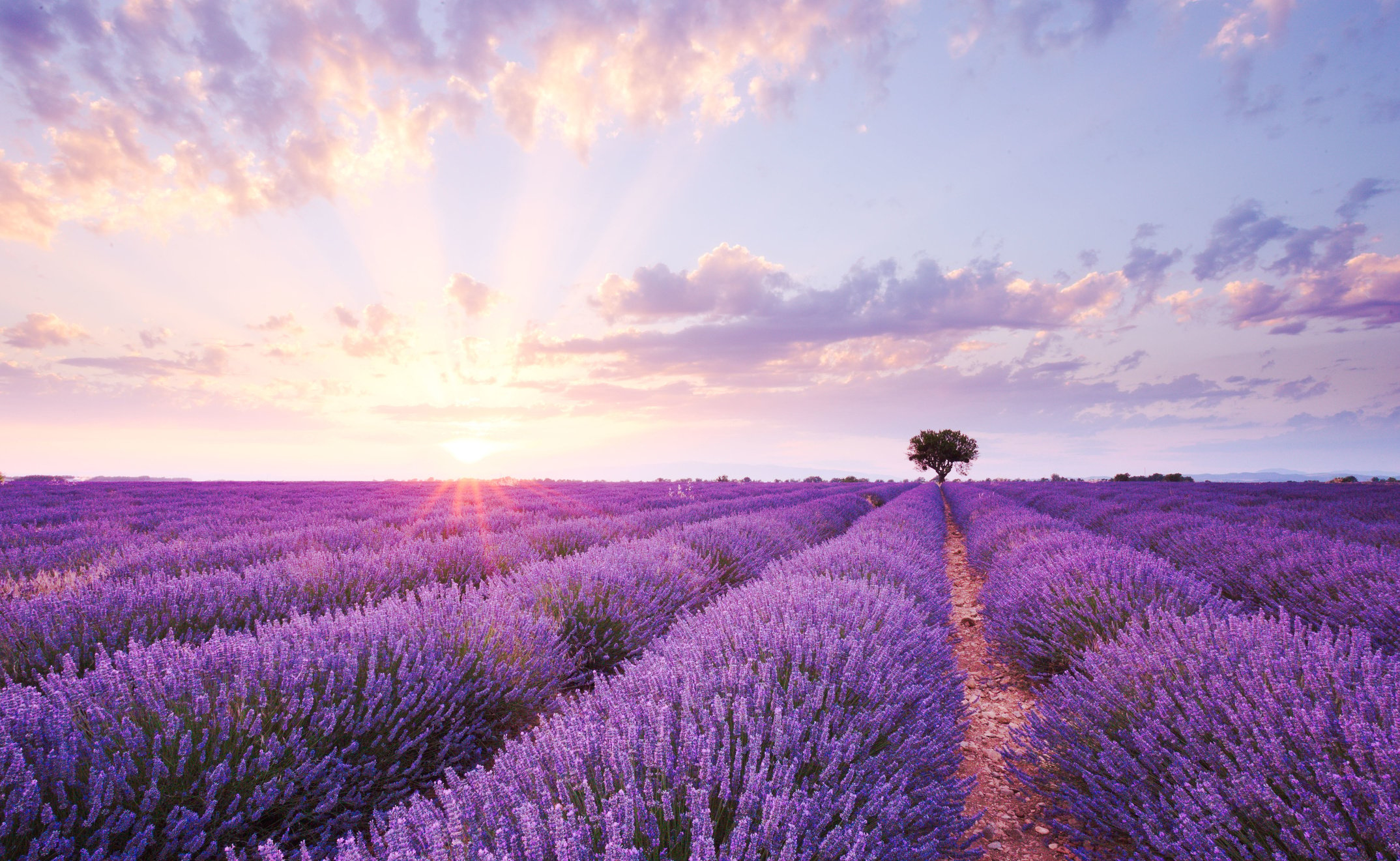 sunrise Lavendar field